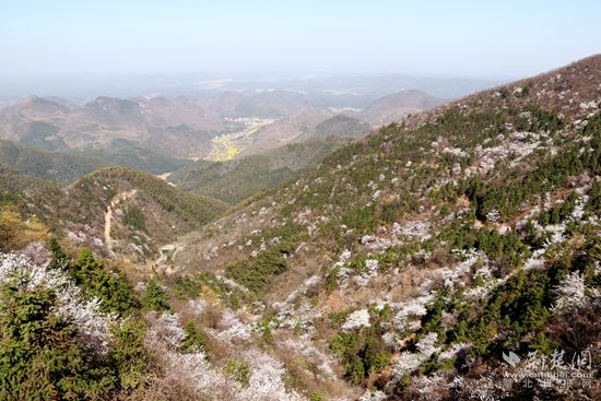 山上櫻花，山下油菜.jpg
